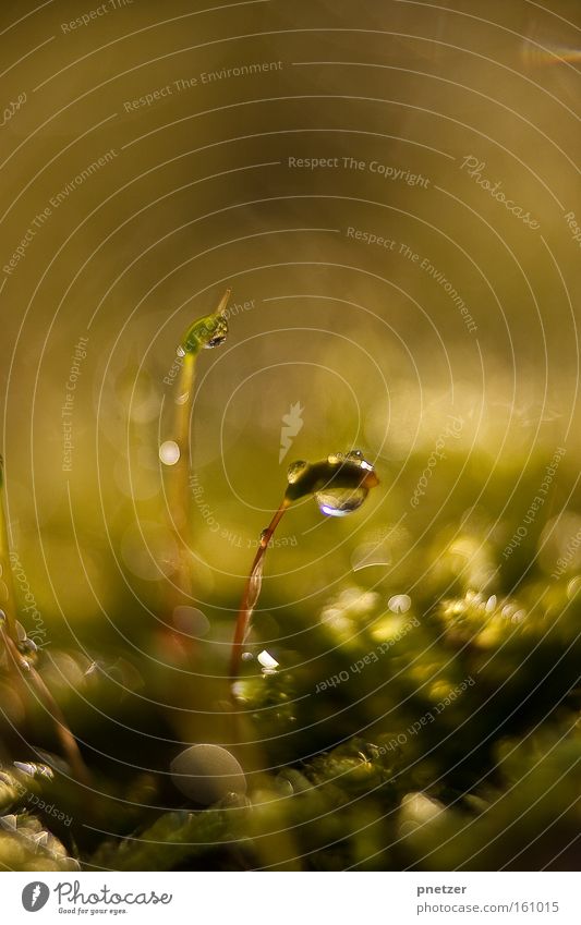 100! Natur Makroaufnahme Wasser Wassertropfen glänzend Frühling Freude Beleuchtung Wärme Farbe