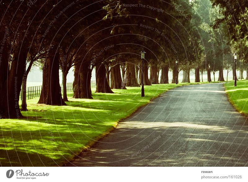 allee Allee Baum Reihe Straße Wege & Pfade frei fahren Spaziergang mystisch Blatt Schatten Landstraße Schönes Wetter Verkehrswege Amerika