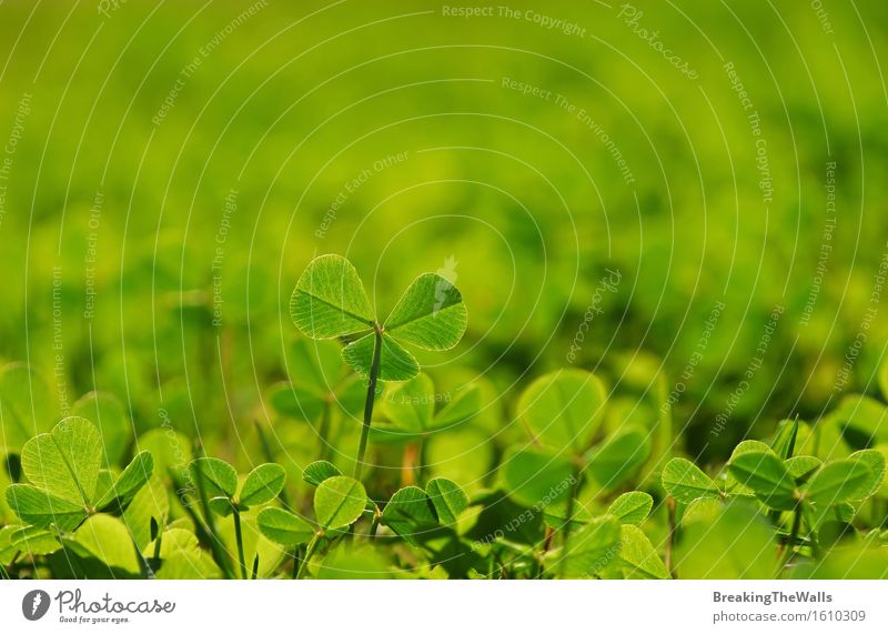 Neue frische Kleeblätter im grünen Frühlingsgras Natur Pflanze Sommer Gras Blatt Grünpflanze Wiese Wachstum hell neu Farbe Kleeblatt Trifolium Frühling Frühling