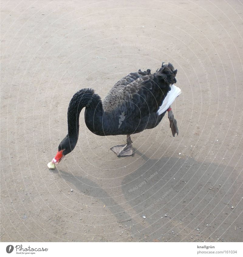 Balanceakt Schwan Anmut Zufriedenheit Gleichgewicht Fressen Ernährung Tier Vogel Schwarzer Schwan Einbeinig Schwanenhals