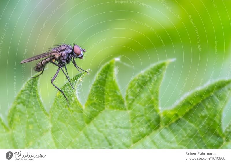 Der Tanz auf der Kreissäge Tier Wildtier Fliege 1 beobachten sitzen Natur Brennnesselblatt "Brennnessel Heilpflanze," Farbfoto Außenaufnahme Makroaufnahme