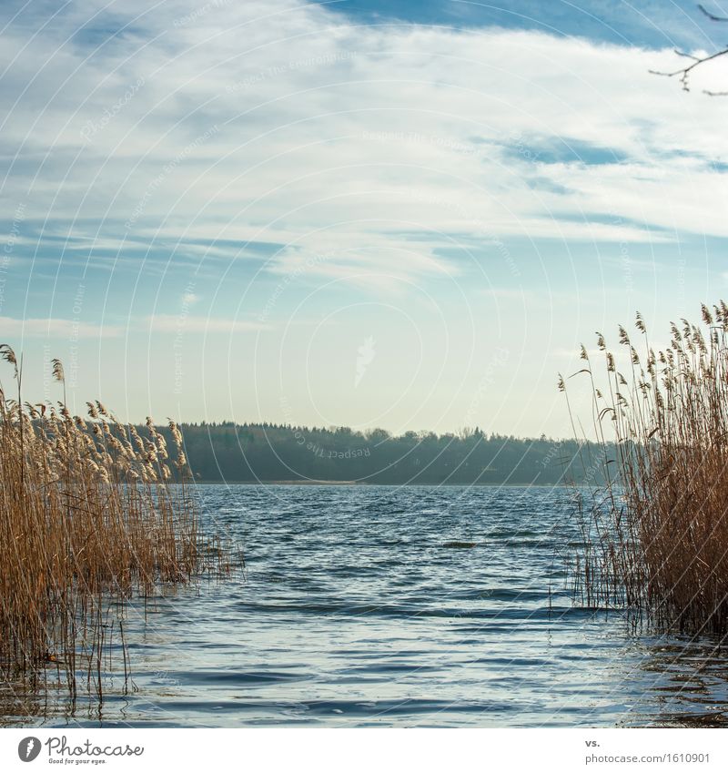 Schülfidülle Ferien & Urlaub & Reisen Ausflug wandern Wasser Wolken Sonne Winter Pflanze Schilfrohr Wald Seeufer ruhig Fernweh Einsamkeit Freizeit & Hobby