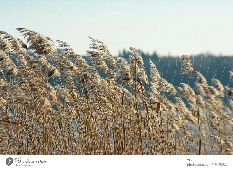 Sturmfrisur Ausflug wandern Umwelt Natur Landschaft Gras Grünpflanze Wildpflanze Küste Seeufer Flussufer genießen maritim Bewegung Mecklenburg-Vorpommern