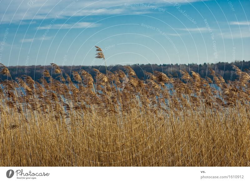 Nach links gebürstet Pflanze Himmel Sonnenlicht Winter Wildpflanze Schilfrohr Küste Seeufer beobachten Erholung wandern ruhig Fernweh Ferien & Urlaub & Reisen