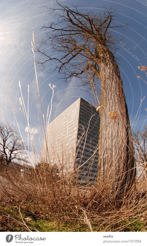 Wirtschaftskrise Hochhaus Baum München Parkplatz Fischauge Industrie Siemens Sendling Obersendling