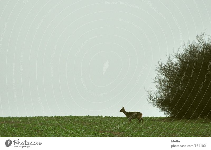 Reh am Morgen ... Wildtier wild Ricke Tier Natur frei Wildnis Feld Sträucher Frühling einzeln Einsamkeit Säugetier