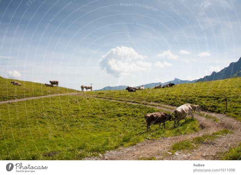 nah am Horizont Ferien & Urlaub & Reisen Umwelt Natur Landschaft Pflanze Himmel Wolken Sonne Sonnenlicht Schönes Wetter Gras Wiese Wege & Pfade Tier Haustier