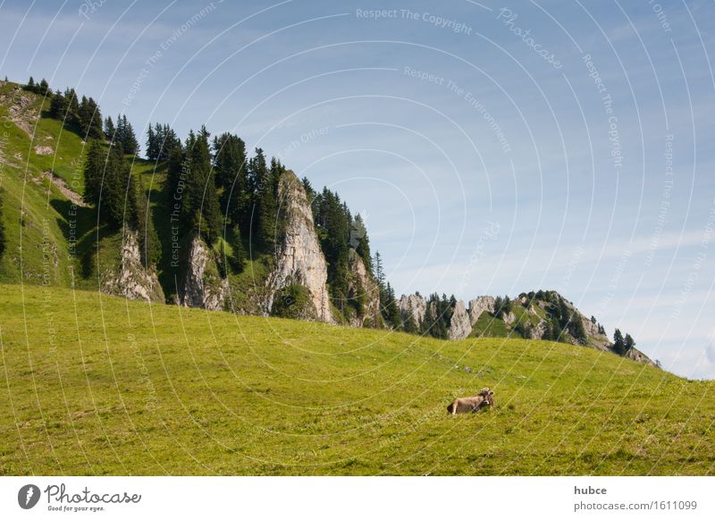 solo in der wiese Ferien & Urlaub & Reisen Umwelt Natur Landschaft Pflanze Luft Himmel Horizont Sonne Schönes Wetter Gras Wiese Wald Felsen Tier Nutztier Kuh 1