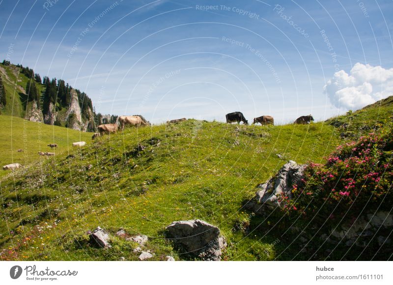 Almweide Hirschberg im Bregenzerwald Ferien & Urlaub & Reisen Umwelt Natur Landschaft Pflanze Luft Himmel Wolken Sommer Blume Gras Blüte Wildpflanze Wiese