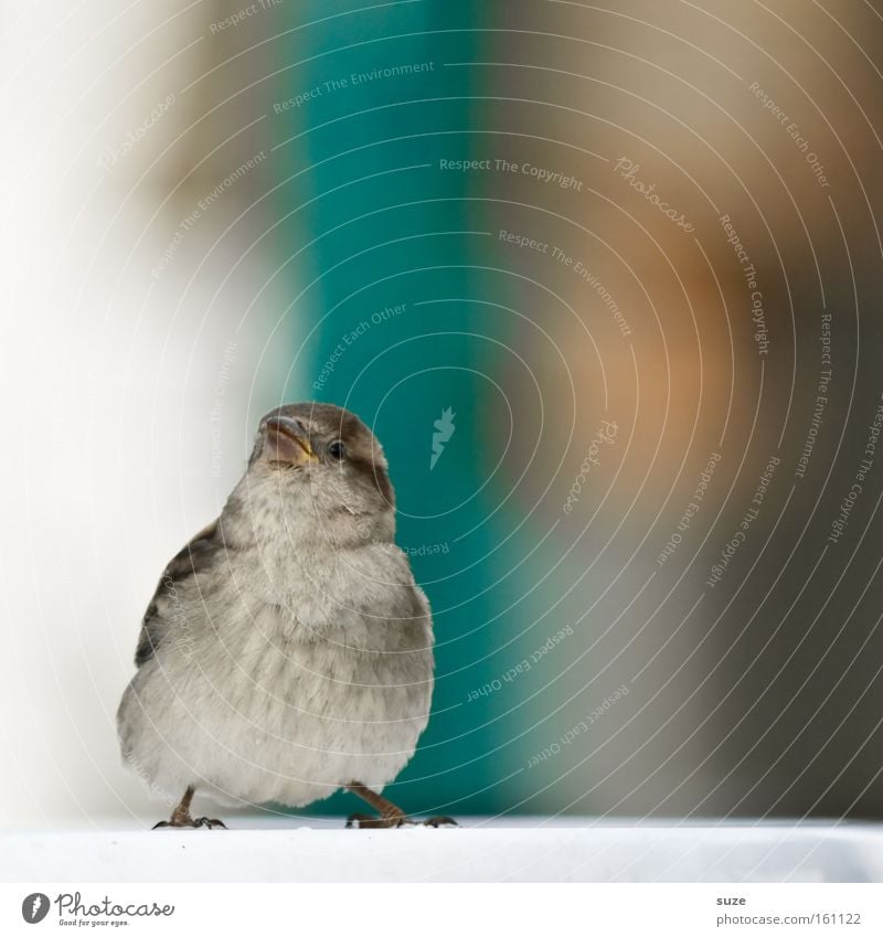 Flausch-Murmel II Tier Wildtier Vogel Spatz Feder Flaum 1 Blick authentisch frech Fröhlichkeit schön klein lustig niedlich braun Glück Lebensfreude