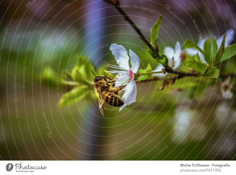 Fleißige Biene Umwelt Natur Pflanze Tier Sonnenlicht Schönes Wetter Baum Blatt Blüte Wildtier Tiergesicht Flügel 1 Blühend Duft fliegen Fressen sitzen Wachstum