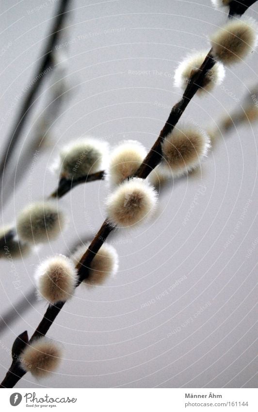 Palmkatzerl. Ast Weidenkätzchen Frühling Sträucher Natur Zweig Pflanze zart palmkatzerl