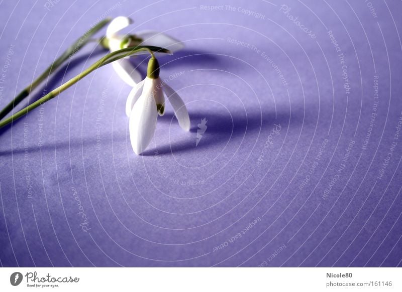 Schneeglöckchen Frühlingsgruß Dekoration & Verzierung Blume Blüte violett Vergänglichkeit zart Frühblüher Farbfoto Innenaufnahme Nahaufnahme Textfreiraum rechts