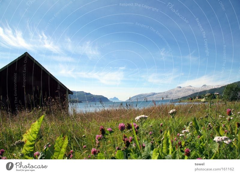 Norwegian Summer Himmel blau Hütte Holz Norwegen Fjord Wiese grün Blume Berge u. Gebirge Gletscher Meer Freiheit Erholung weitläufig Außenaufnahme Landschaft