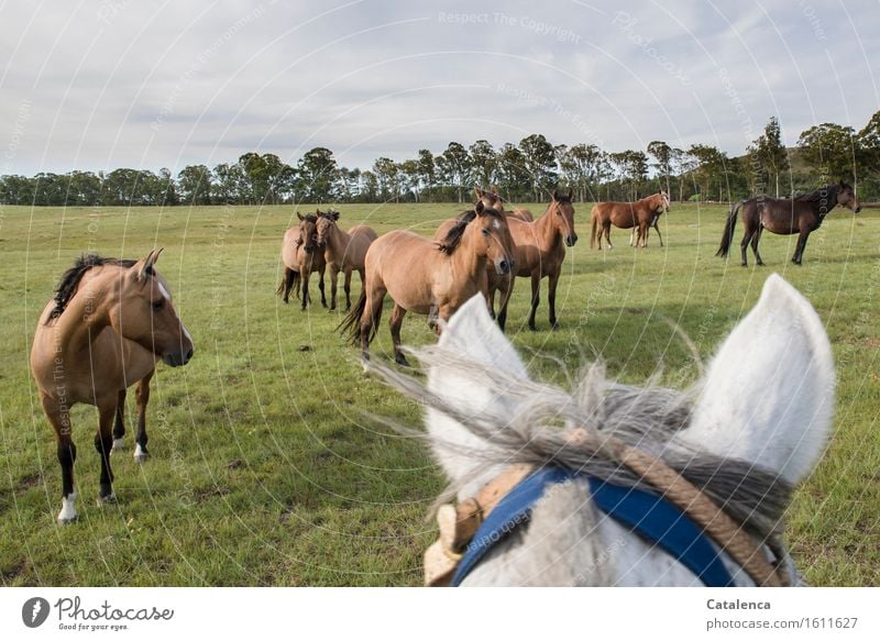 Besuch bei derPfferdeherde Reiten Landschaft Pflanze Tier Wolken Gras Eukalyptusbaum Wiese Pferd Tiergruppe beobachten Bewegung Fitness Blick ästhetisch Neugier