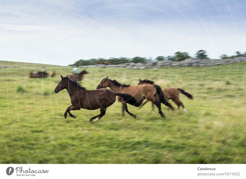 Galoppierende Wildpferde Fitness Sport-Training Reiter Mensch androgyn 2 Landschaft Pflanze Tier Himmel Gras Wiese Feld Pferd Tiergruppe Bewegung rennen