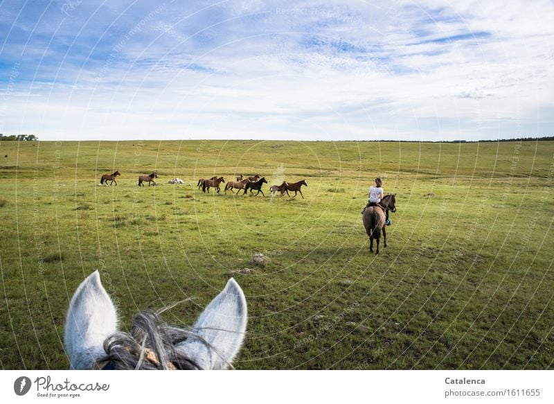 Pferdeholen Reiten Ausflug Mensch feminin Junge Frau Jugendliche 1 Landschaft Pflanze Tier Horizont Schönes Wetter Gras Wiese Feld Herde beobachten Bewegung