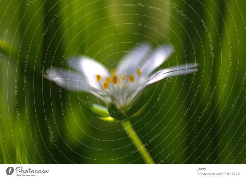 lichtspiel Natur Pflanze Schönes Wetter Blume Gras Blüte Garten leuchten Duft frisch glänzend hell natürlich schön Blütenstempel Farbfoto mehrfarbig