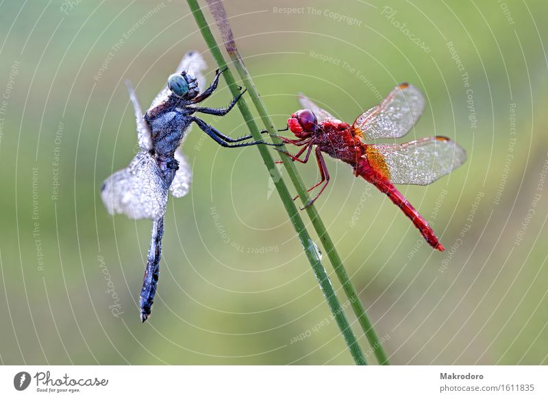 Duett Natur Tier 2 Gefühle Freude Glück Libelle Morgenstarre Riedgras glanzvoll Reflexion & Spiegelung Farbfoto mehrfarbig Außenaufnahme Nahaufnahme