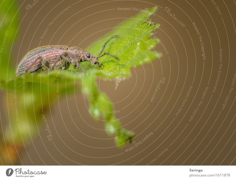 Phyllobius pyri / Grünrüssler Natur Pflanze Tier Frühling Baum Blume Gras Sträucher Moos Blatt Blüte Garten Park Wiese Feld Wald Wildtier Käfer Tiergesicht