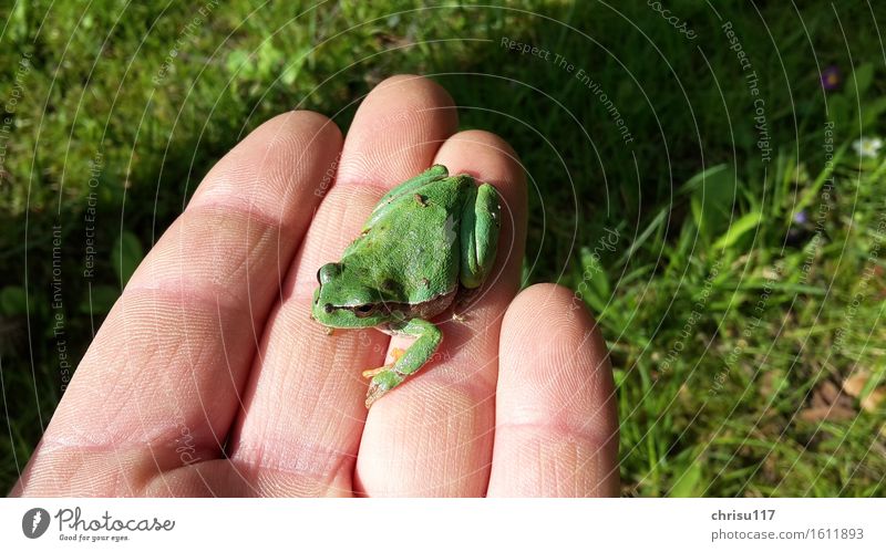 Hallo Laubfrosch Natur Frühling Garten Tier Wildtier Frosch 1 sitzen positiv schön grün Farbfoto Außenaufnahme Nahaufnahme Tag Sonnenlicht Froschperspektive