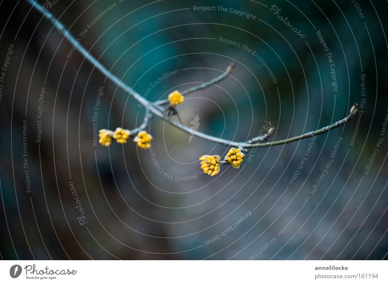 gelb getupft Zweig Frühling Winter Blütenknospen Blattknospe Sträucher Kontrast Park sprießen Wachstum austreiben Hoffnung Natur zart Entwicklung