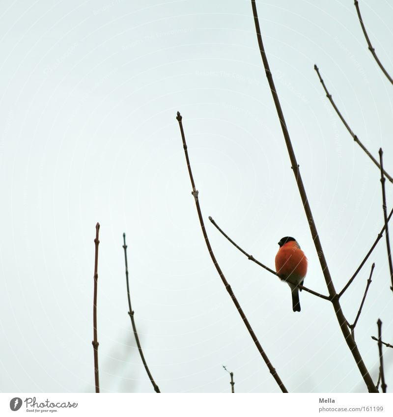 Farbklecks Himmel Vogel leuchten sitzen grau rot Farbe Gimpel Fleck Ast Zweig Geäst Farbfoto Außenaufnahme Menschenleer Tag