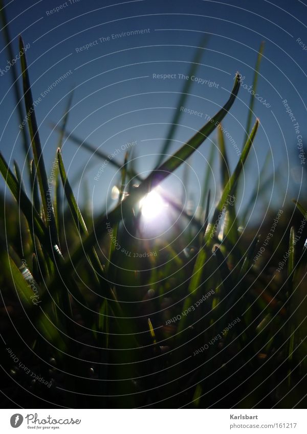 sonnenblind. Wohlgefühl Erholung ruhig Sommer Sonne Himmel Wolkenloser Himmel Sonnenaufgang Sonnenuntergang Sonnenlicht Frühling Schönes Wetter Gras Wiese