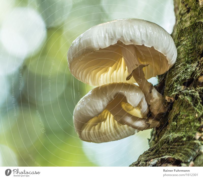 Ein Buchenschleimrübling im natürlichen Bokeh Umwelt Natur Herbst Wald wandern außergewöhnlich schleimig gelb grün Farbfoto Außenaufnahme Makroaufnahme