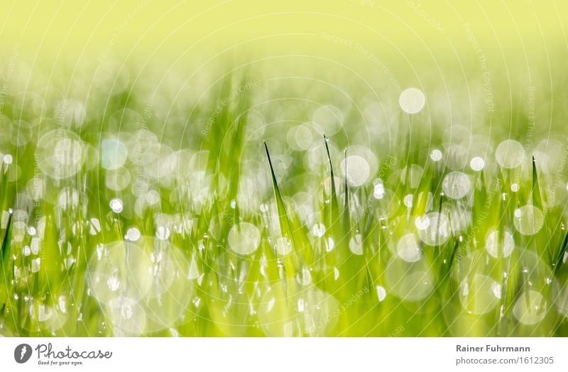 Ein junges Kornfeld bei Gegenlicht im Morgentau Natur Pflanze Wassertropfen Frühling Schönes Wetter Grünpflanze Nutzpflanze Feld Umwelt "Bokeh Tautropfen Wiese"