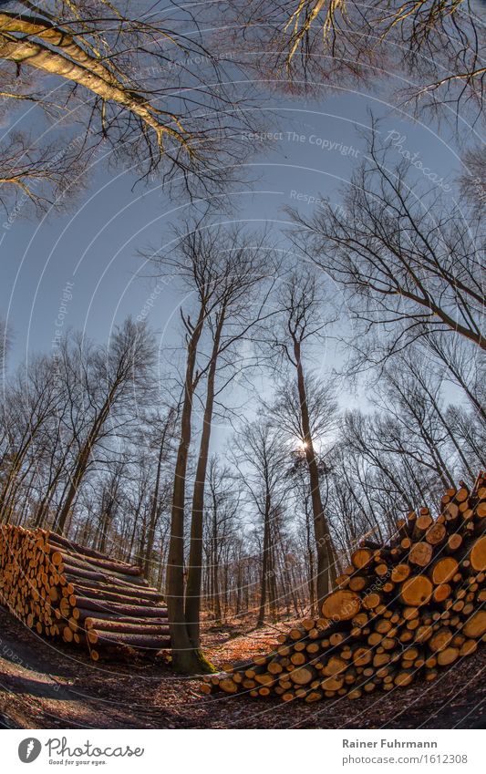 Frühlingssonne in einem Buchenwald Umwelt Natur Landschaft Himmel Sonne Schönes Wetter Baum Nutzpflanze Wald Erholung wandern "Blick Holzstapel Waldwirtschaft