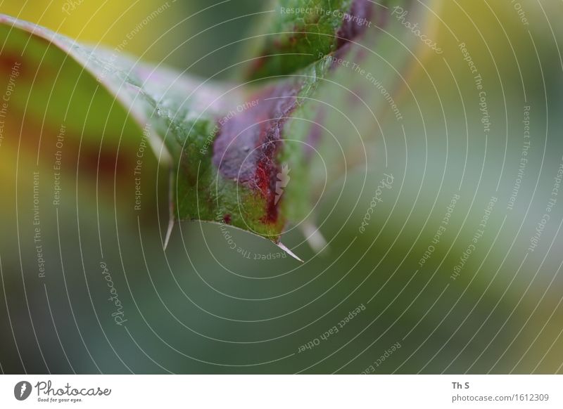 Blatt Natur Pflanze Frühling Sommer Bewegung ästhetisch authentisch einfach elegant natürlich Spitze gelb grün rot Frühlingsgefühle Gelassenheit geduldig ruhig