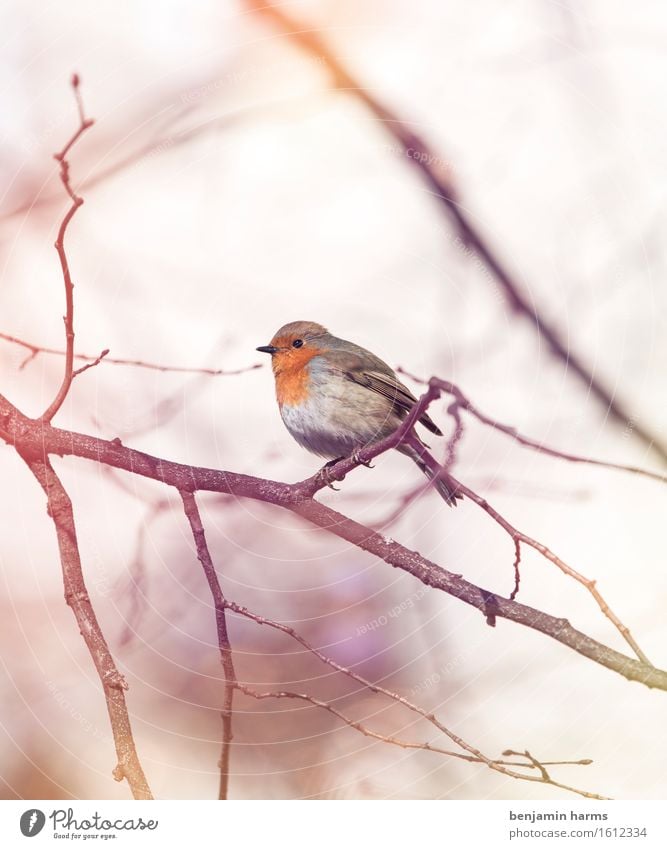 Rotkehlchen #6 Umwelt Tier Frühling Vogel 1 sitzen Wärme Natur Farbfoto Außenaufnahme Menschenleer Morgen Licht Lichterscheinung Unschärfe Tierporträt