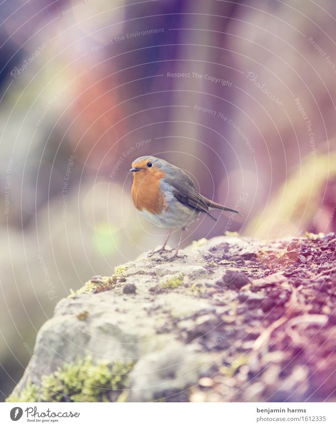 Rotkehlchen #5 Natur Tier Sonnenlicht Frühling Vogel 1 sitzen Wärme Farbfoto Außenaufnahme Menschenleer Morgen Lichterscheinung Unschärfe Tierporträt