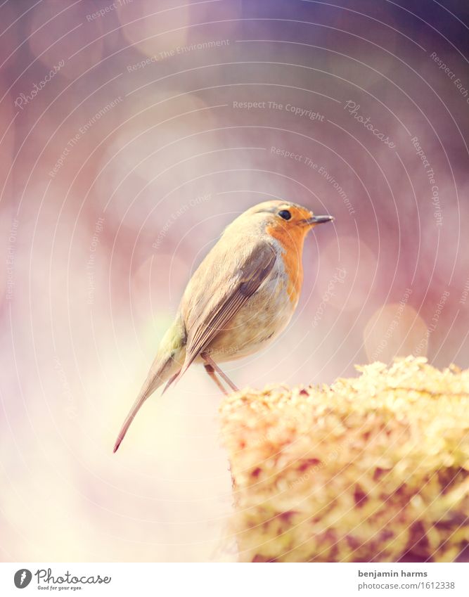 Rotkehlchen #2 Natur Tier Sommer Schönes Wetter Vogel 1 sitzen Wärme Farbfoto Außenaufnahme Menschenleer Morgen Lichterscheinung Schwache Tiefenschärfe