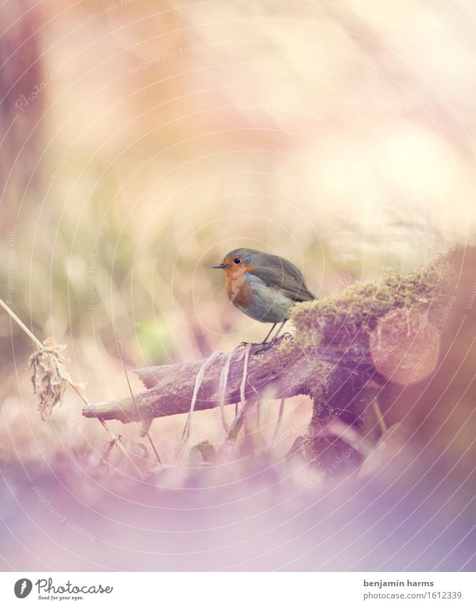 Rotkehlchen #1 Natur Frühling Tier sitzen Wärme Vogel Schwarzweißfoto Außenaufnahme Menschenleer Morgen Lichterscheinung Schwache Tiefenschärfe Tierporträt