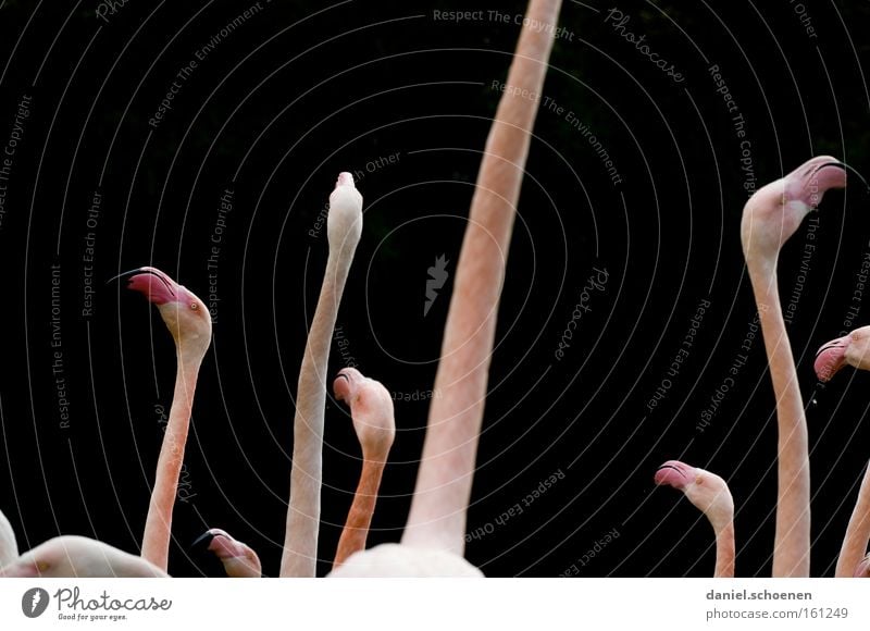 User-Treffen in Basel Flamingo Hals Kopf dünn rosa schwarz Schnabel Silhouette Vogel Natur schön