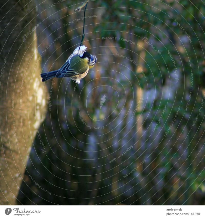 Abendessen Farbfoto Außenaufnahme Schwache Tiefenschärfe Rückansicht Ernährung Garten Natur Tier Sonnenlicht Frühling Vogel Meisen 1 fliegen Fressen füttern