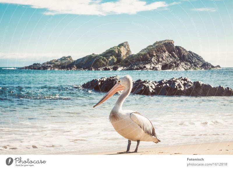 Pelikan Umwelt Natur Landschaft Wasser Wolkenloser Himmel Meer Tier Vogel 1 Ferien & Urlaub & Reisen Tourismus Farbfoto Außenaufnahme Menschenleer Gegenlicht