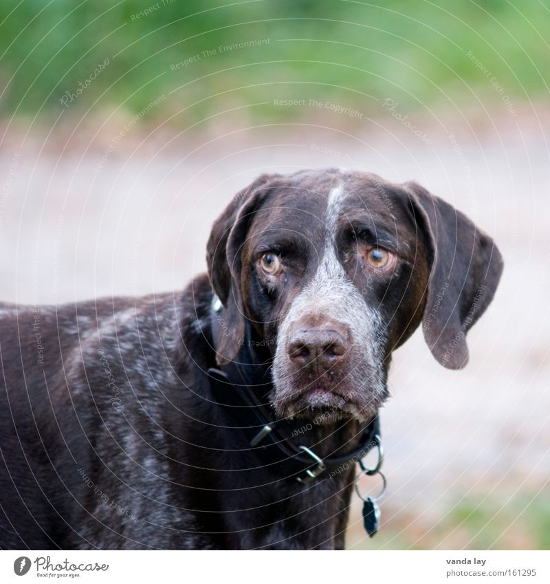 Unzufrieden mit der Gesamtsituation Hund Tier Halsband Jagdhund frontal hören Blick Spaziergang Schutz Säugetier deutsch kurzhaar gassi Hundehalsband