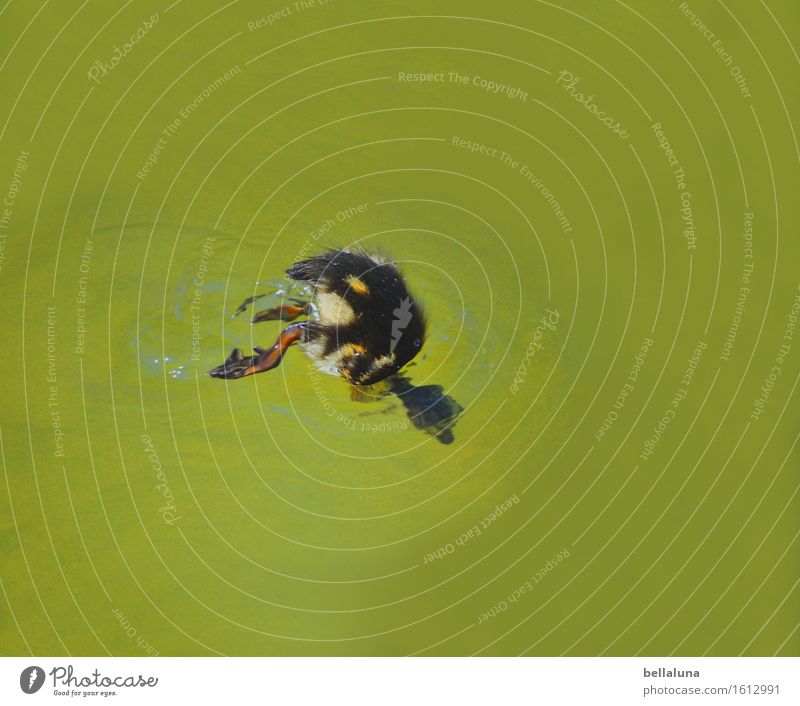 ... Schwänzchen in die Höh ... Natur Wasser Sonnenlicht Sommer Schönes Wetter Teich See Tier Wildtier Vogel 1 Tierjunges Fressen Schwimmen & Baden tauchen frei