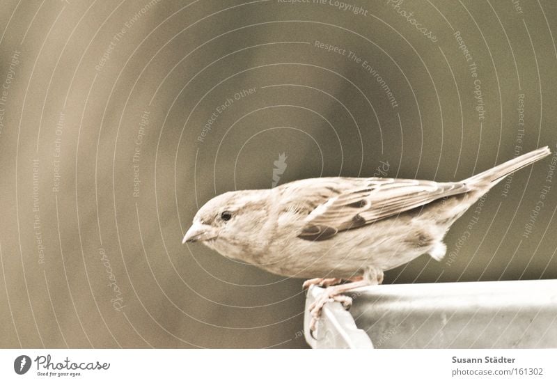 bereit zum Abflug... Vogel fliegen Dach Dachrinne Wasser Feder Schwanz Spatz braun Tier sanft Freiheit Einsamkeit singen Gezwitscher Lied Kinderlied Märchen