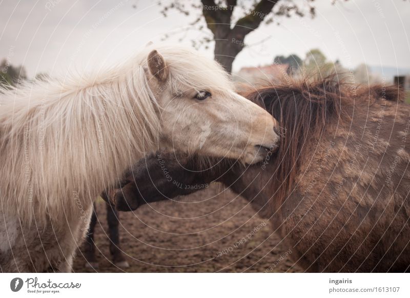 Pfleglich Natur Landschaft Himmel Baum Tier Nutztier Pferd Tiergesicht Fell Island Ponys 2 Tierpaar berühren genießen Reinigen Zusammensein schön Zufriedenheit