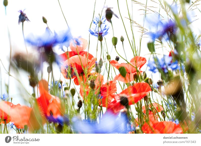 Rot mit Blau drumherum Sommer Wiese Mohn Klatschmohn Sonne Kornblume Himmel rot blau Blüte Perspektive