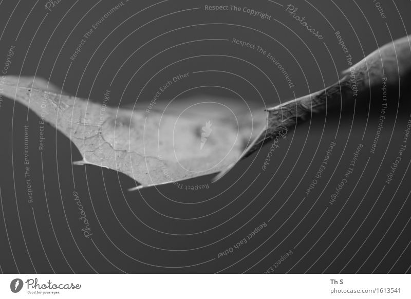 Blatt Natur Pflanze Herbst Winter Blühend verblüht ästhetisch authentisch dünn einfach elegant natürlich Spitze grau schwarz Gelassenheit geduldig ruhig