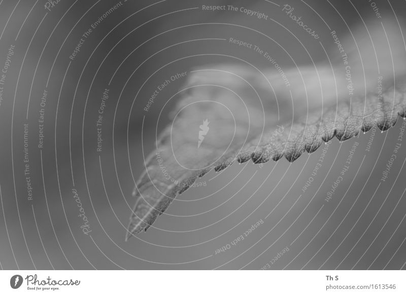 Blatt Natur Pflanze Frühling Herbst Winter Blühend verblüht ästhetisch authentisch einfach elegant natürlich grau Gelassenheit geduldig ruhig einzigartig