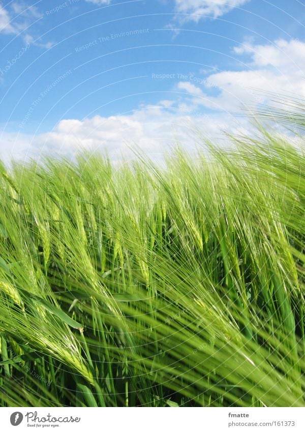 Wolken und Getreide Himmel Feld Landwirtschaft Ackerbau Aussaat Gerste Ernte