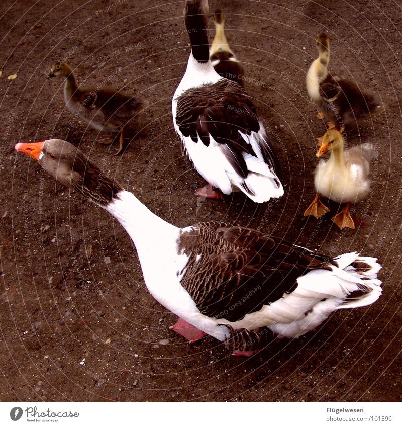 Gänsemama macht'n Hals Tier Brunft Ente Gans Bauernhof Hühnervögel Federvieh ostergans Decke Gackern Gänsebraten Futter füttern Haushuhn Hahn Vogel watscheln