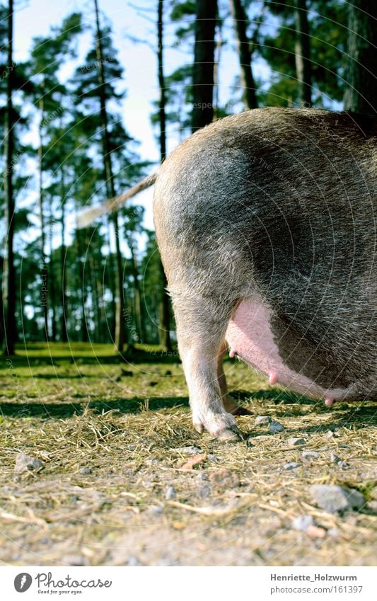 Rasante Rute Schwein Sau Schwanz Wald Ferkel Borsten dick Schnitzel Übergewicht Tier Bauernhof Natur Landwirtschaft Huf Säugetier Ringelschwanz angeschwollen