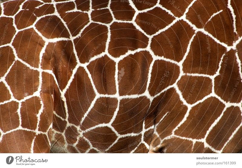 Sofa? Giraffe Holzgiraffe Muster Hals Zoo Fell Decke Tier Leben Dekoration & Verzierung Afrika Schlafzimmer Wohnzimmer Säugetier Giraffenmuster